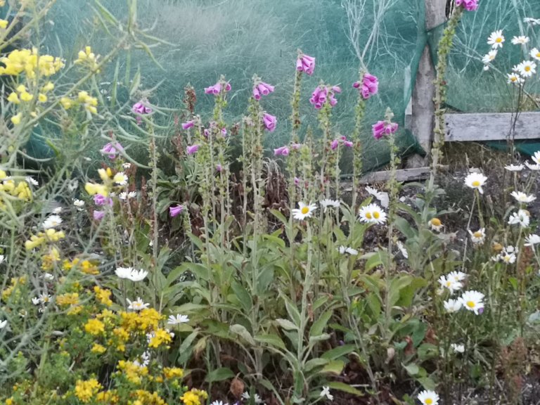 herbal garden courses