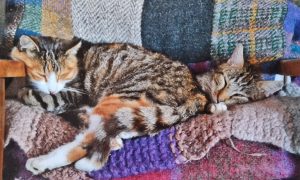 Collectable Cards - Animal Friends