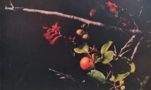 Collectable Cards - Garden Flowers