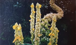 Collectable Cards - Wild Flowers